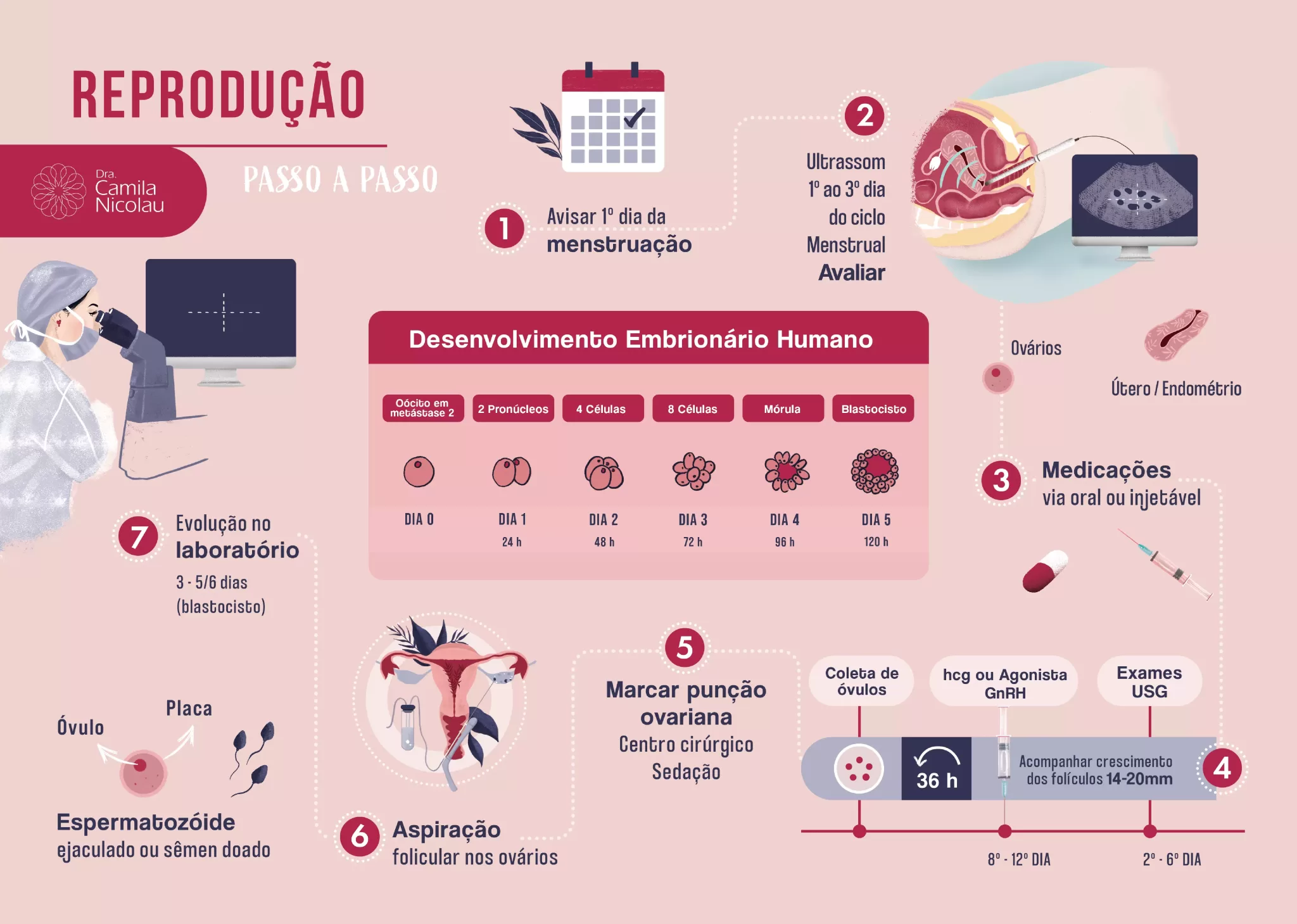 infográfico reprodução